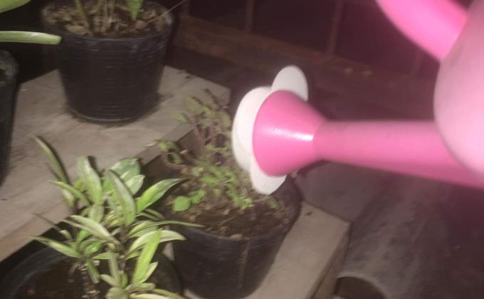 ลดน้ำต้นไม้ เพื่อให้ต้นไม้โตเร็วขึ้น