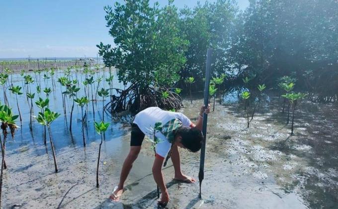 Tree planting