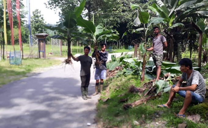Plantation of banana trees