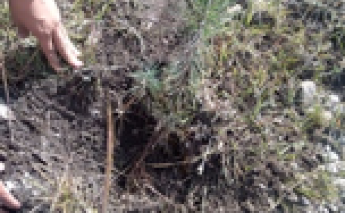 Importancia de la reforestación en Puebla