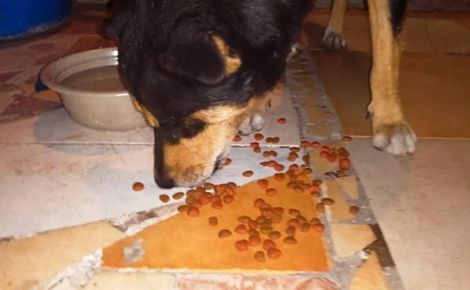 Alimentando a Mi Mejor Amigo