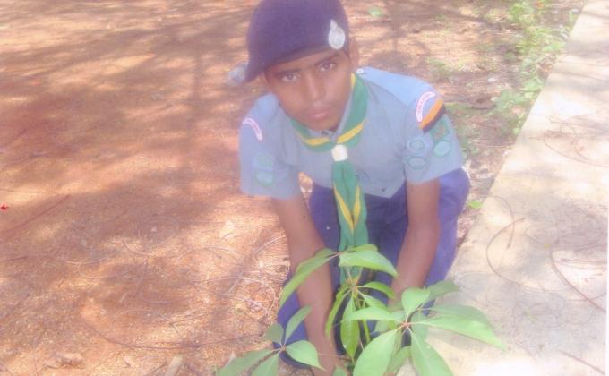 Preservation of greenery