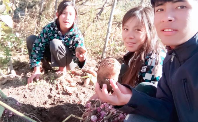 Harvesting ground apple