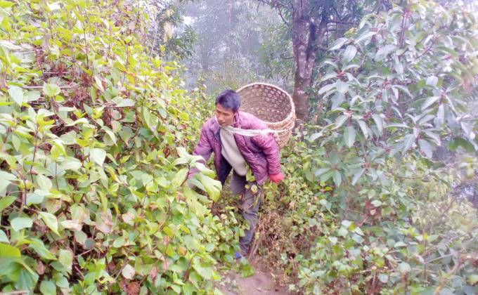 Collecting fire wood