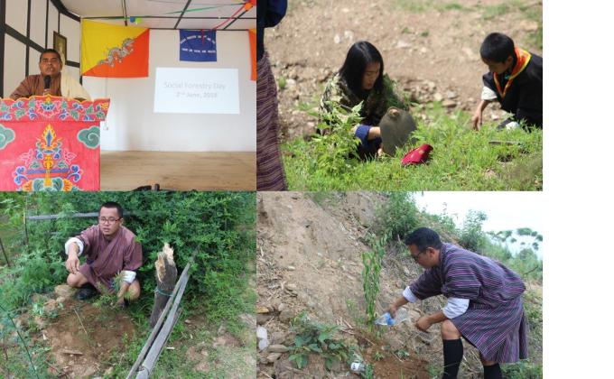 Sapling plantation coinciding with Social forestry day 