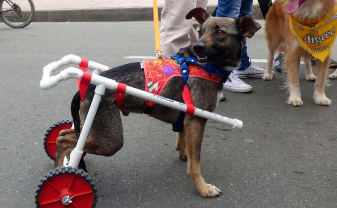 Construcción silla de ruedas para perros con discapacidad.