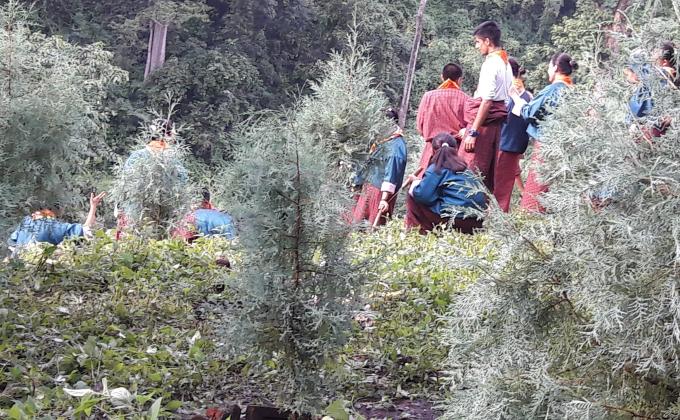 Tree Plantation