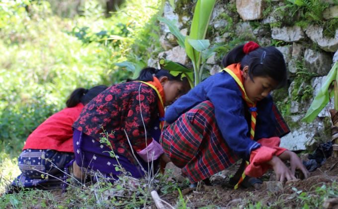 Tree plantation