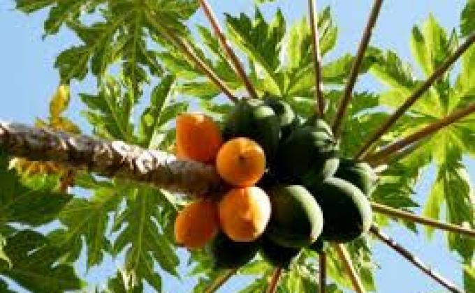 Plantação de Árvores