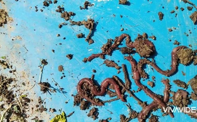 reduce waste with red wiggler earthworm 