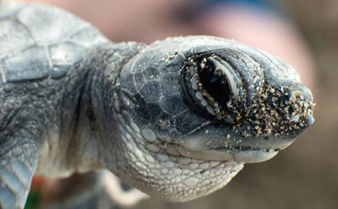 X las Tortugas